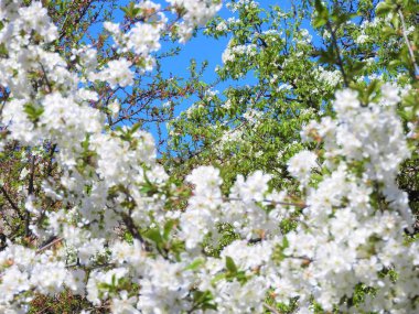 Mavi gökyüzüne karşı kiraz ağacı açar.