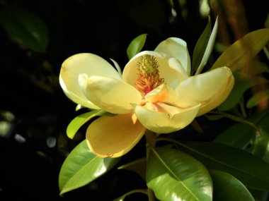 Yeşil bir dalda manolya çiçeği