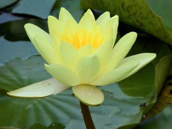 Water Lily Pond — Stock Photo, Image