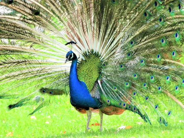 Pavão Com Penas Para Fora — Fotografia de Stock