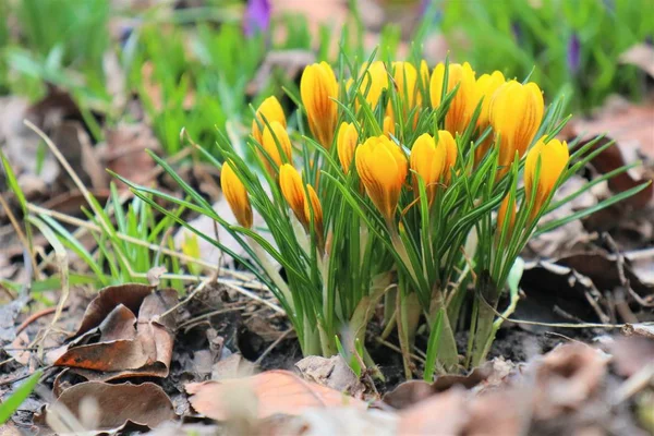 Spring Blooming Crocus Flowers Garden — 스톡 사진
