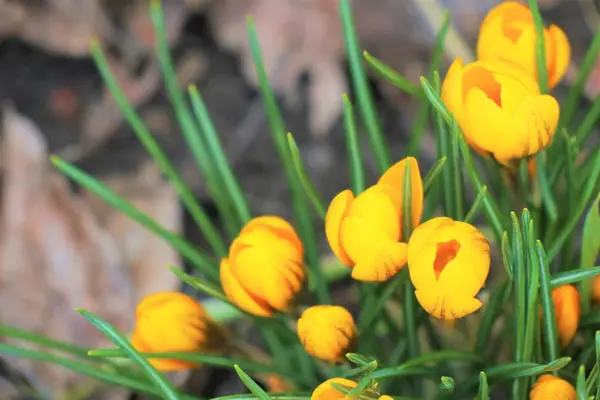 Primavera Fioritura Fiori Croco Giardino — Foto Stock