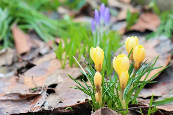 Lente Bloeiende Krokus Bloemen Tuin — Stockfoto