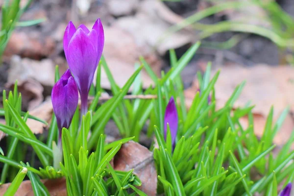 Spring Blooming Crocus Flowers Garden — 스톡 사진