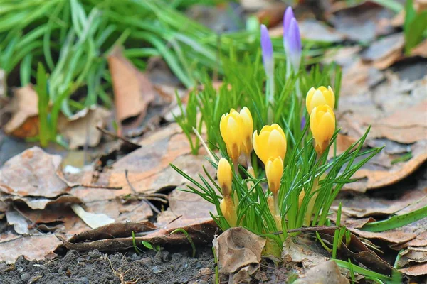 Spring Blooming Crocus Flowers Garden — 스톡 사진