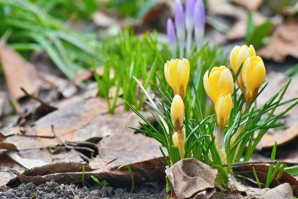 Spring Blooming Crocus Flowers Garden — 스톡 사진