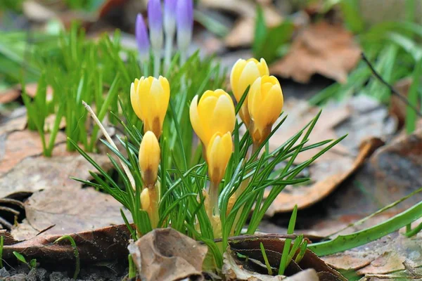 Spring Blooming Crocus Flowers Garden — 스톡 사진