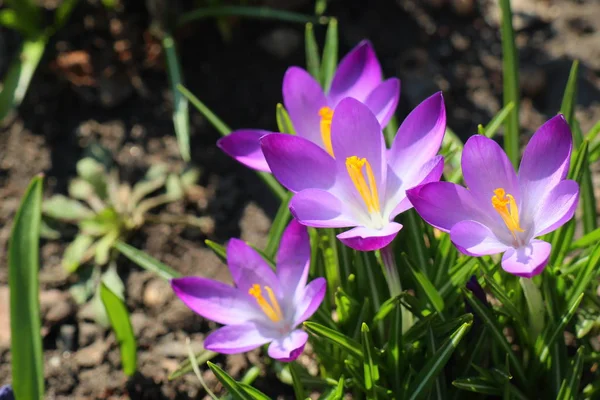 Lentebloemen Bloeiende Crocus — Stockfoto