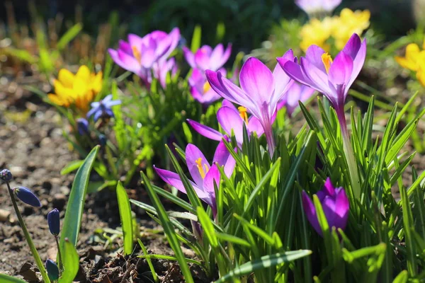 Kwitnący Krokusy Kwiaty Ogrody Rośliny — Zdjęcie stockowe