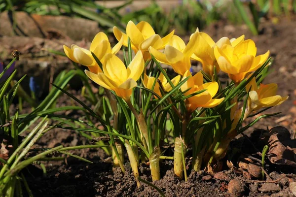 Lentebloemen Bloeiende Crocus — Stockfoto