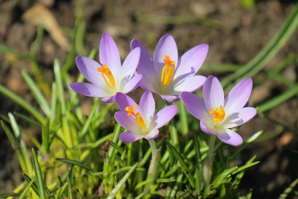 Spring Blooming Crocus Flowers — Stock Photo, Image