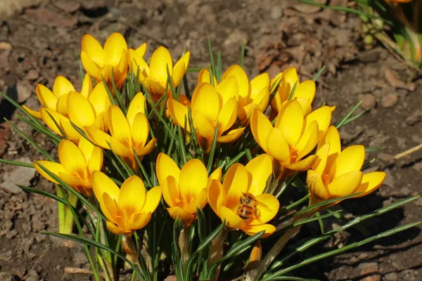 Spring Blooming Crocus Flowers — Stock Photo, Image