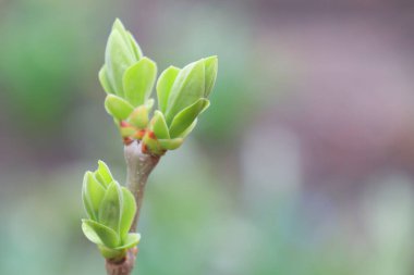 Güzel bir arka planda tomurcukları olan ağaç dalı