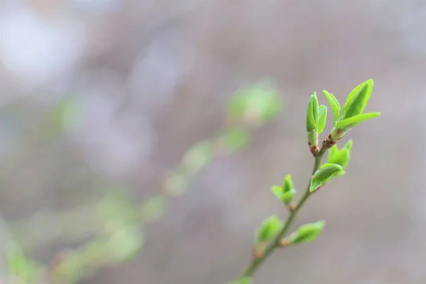 Güzel Bir Arka Planda Tomurcukları Olan Ağaç Dalı — Stok fotoğraf