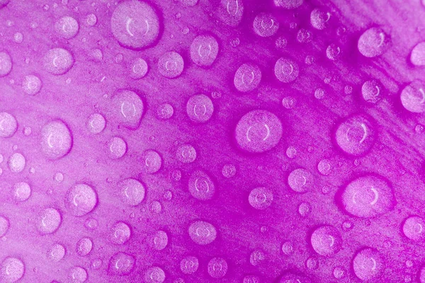 Gotas de agua sobre un macro pétalo púrpura como fondo — Foto de Stock