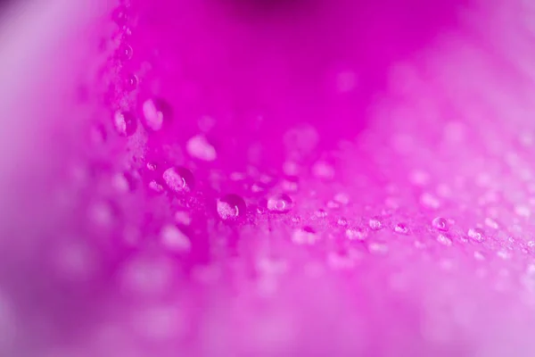 Gotas de agua sobre un macro pétalo púrpura como fondo — Foto de Stock