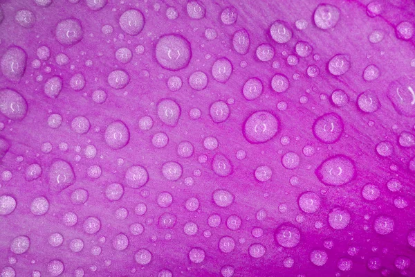 Gotas de agua sobre un macro pétalo púrpura como fondo — Foto de Stock