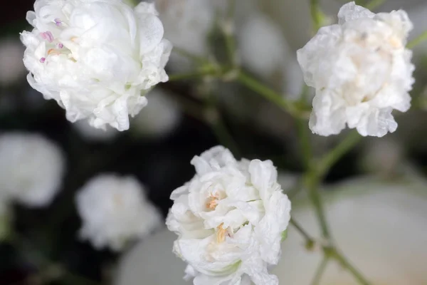 Małe białe kwiaty na rozmytym tle — Zdjęcie stockowe