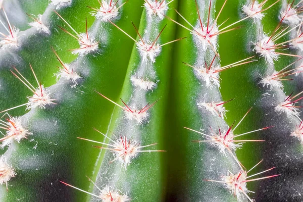 Kaktus på en vacker bakgrund närbild — Stockfoto