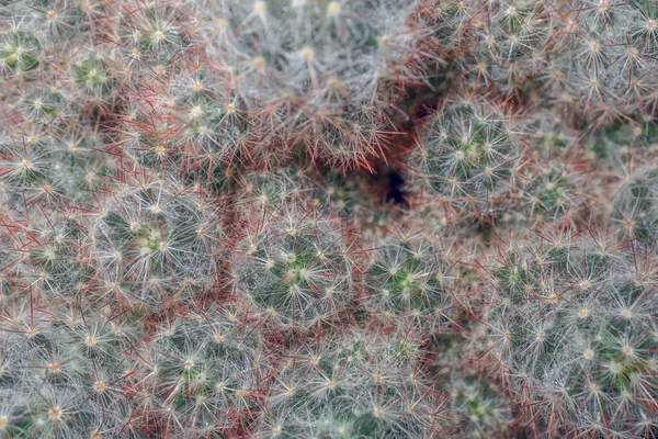 Cactus sobre un hermoso fondo de cerca — Foto de Stock