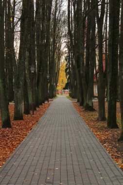 Yağmurlu sonbaharda dikey olarak büyük ağaçların olduğu bir şehir parkında yürüyüş yolu