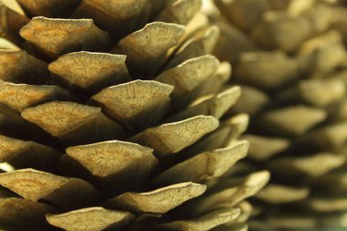 Açık kozalaklı kozalakların yakın plan bulanık görünümü