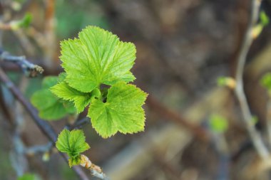 İlkbaharda bir çalılığın yeşil yaprakları