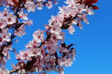 Kartpostal havasında meyve ağaçları beyaz çiçekler açar.