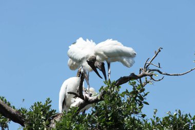 Florida sulak leylek