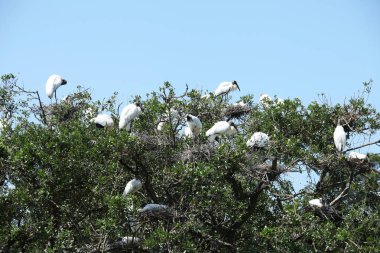 Florida sulak leylek