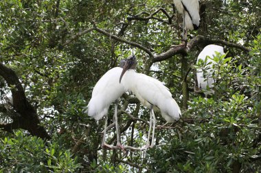 Florida sulak leylek