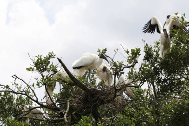 Florida sulak leylek