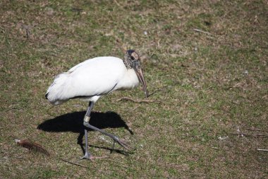 Florida sulak leylek