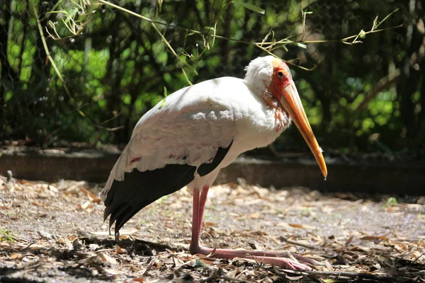 Bocian w podmokłych Florida — Zdjęcie stockowe