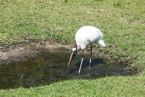 Cigüeña en humedal de Florida — Foto de Stock