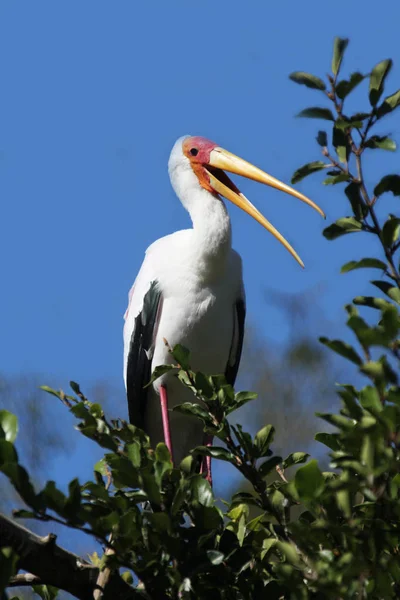 Cegonha em Florida — Fotografia de Stock