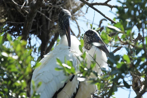 Cigüeña en humedal de Florida — Foto de Stock