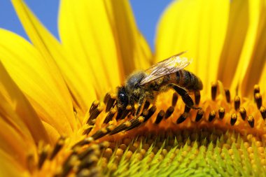 Bal arısı görünümünü kapat