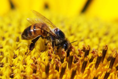 Bal arısı görünümünü kapat