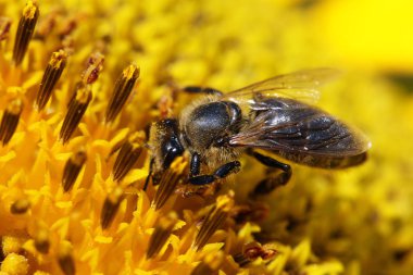 Bal arısı görünümünü kapat
