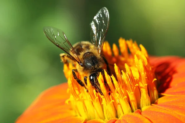 Stäng vy av honungsbiet — Stockfoto