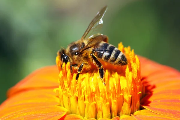 Stäng vy av honungsbiet — Stockfoto