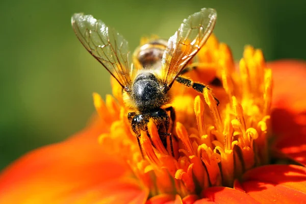 Zamknij widok miód pszczeli — Zdjęcie stockowe