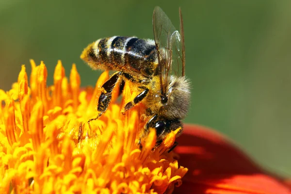 Vue rapprochée de l'abeille domestique — Photo