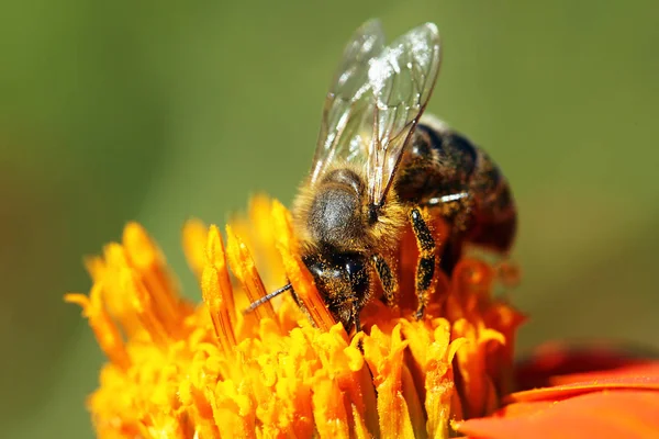 Nahe der Honigbiene — Stockfoto