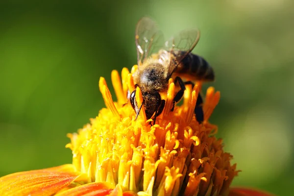 Закрыть представление медоносная пчела — стоковое фото