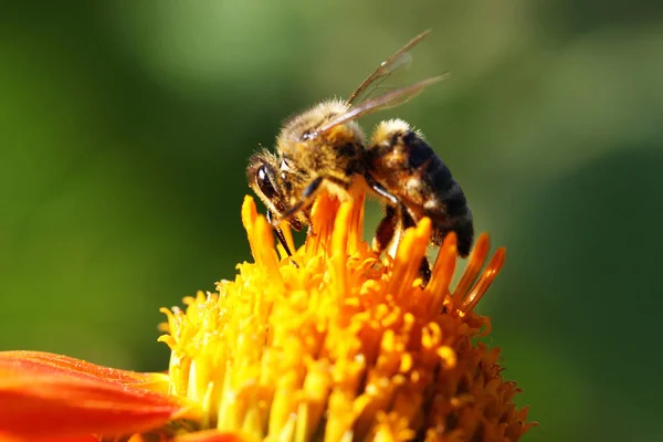 Nahe der Honigbiene — Stockfoto