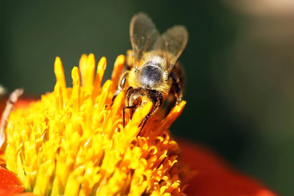 Vista cercana de la abeja melífera — Foto de Stock