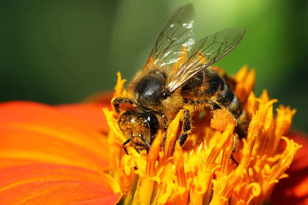 A mézelő méh nézet bezárása — Stock Fotó