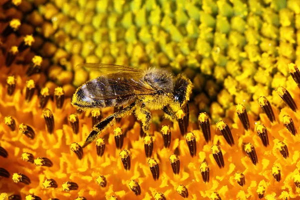 ミツバチのビューを閉じる — ストック写真